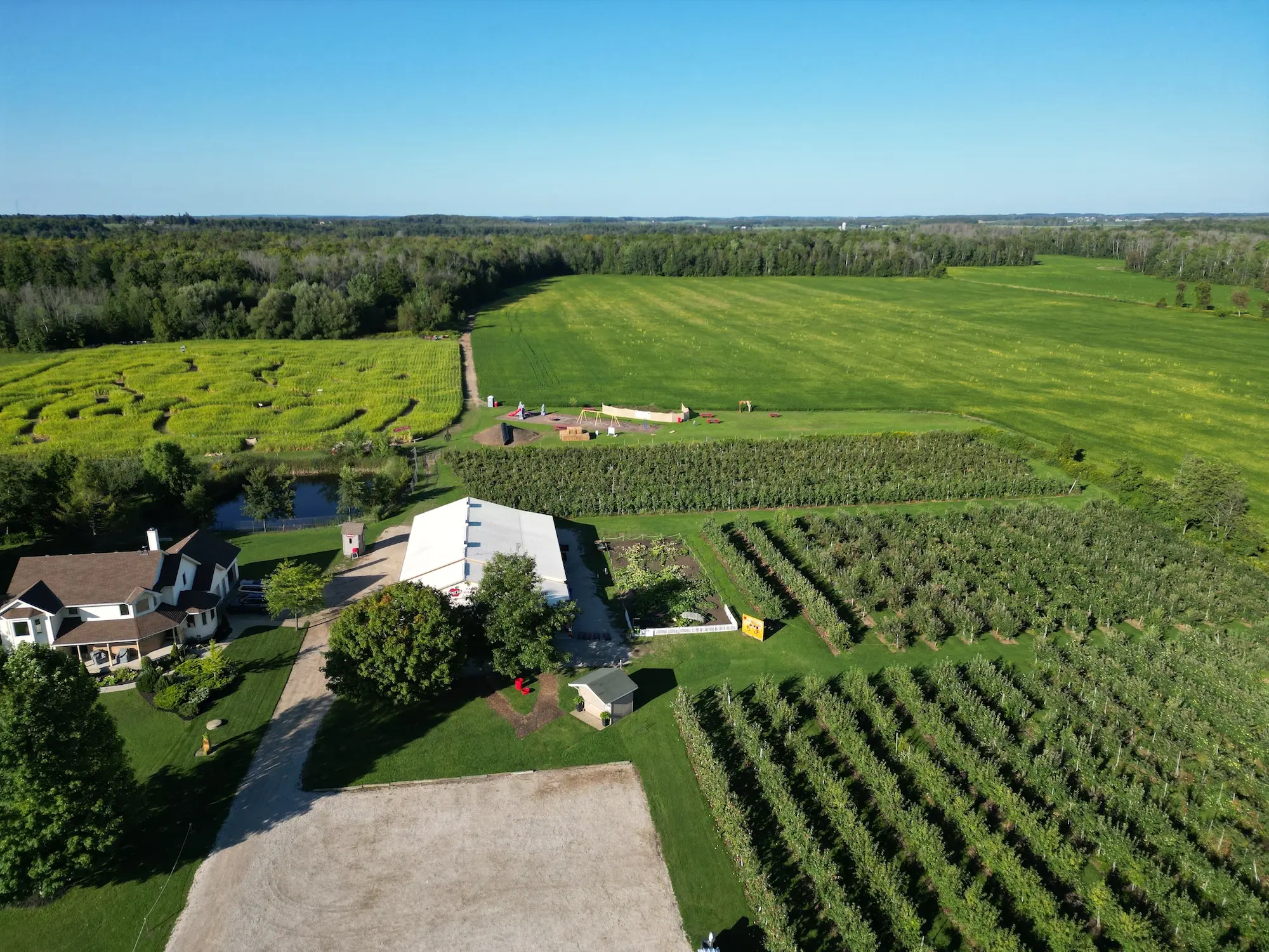 Rows of apple trees at Smiths' Apples orchard in Port Elgin, Ontario