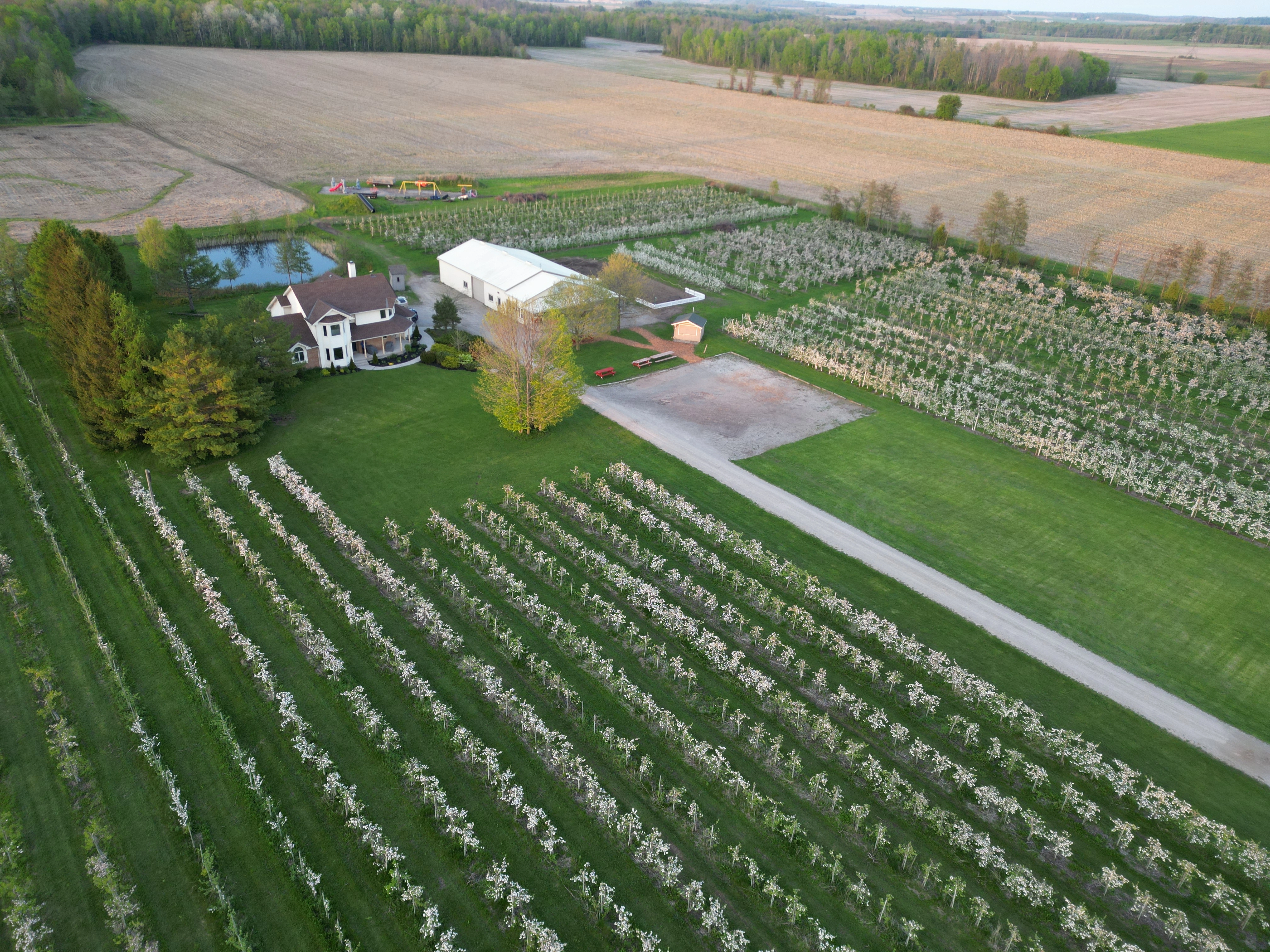 Rows of apple trees at Smiths' Apples orchard in Port Elgin, Ontario