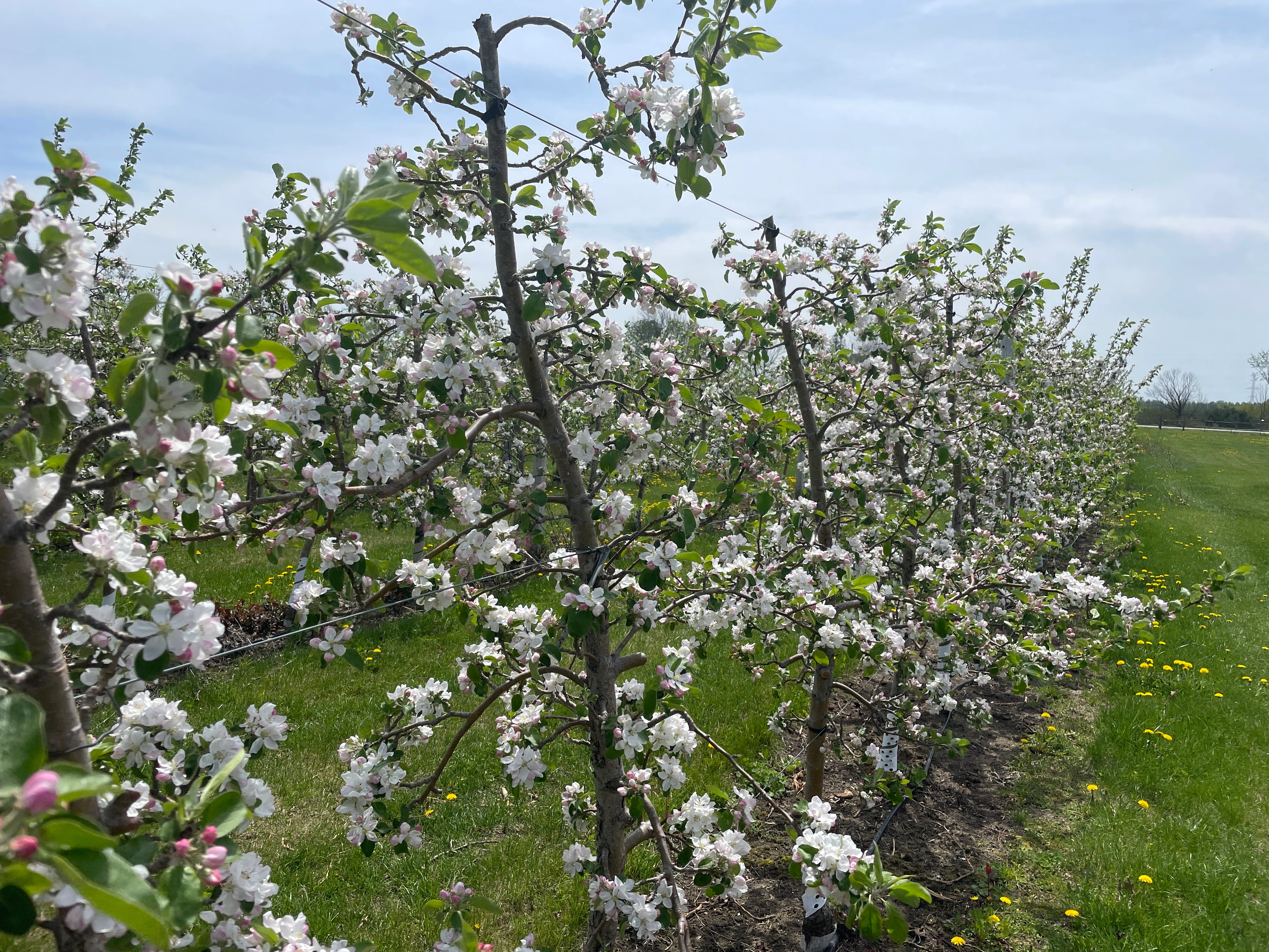 Smiths' Apples farm market with seasonal produce and baked goods